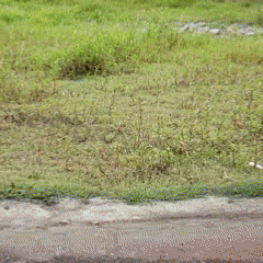 效果.gif